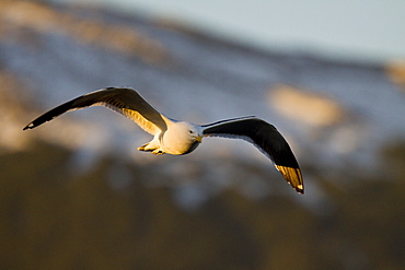 An adult kelp gull (Larus dominicanus) in flight near the Antarctic peninsula in the southern ocean