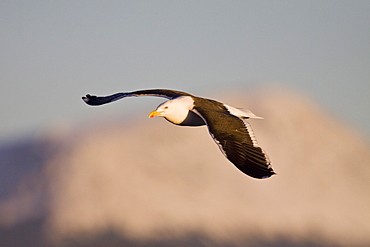 An adult kelp gull (Larus dominicanus) in flight near the Antarctic peninsula in the southern ocean