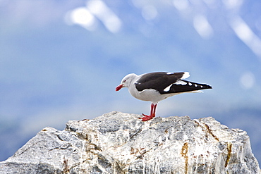 Adult Dolphin Gull (Larus scorebii) on rocky shoreline near Ushuaia, Argentina, South America