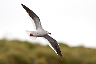 Adult Dolphin Gull (Larus scorebii) on rocky shoreline near Ushuaia, Argentina, South America