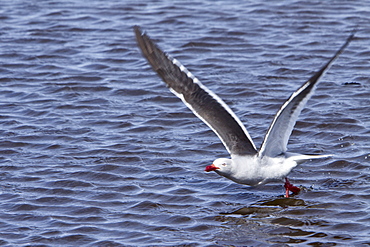 Adult Dolphin Gull (Larus scorebii) on the wing in the Falkland Islands, South Atlantic Ocean