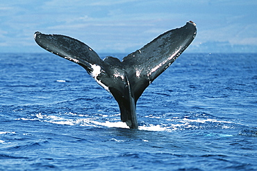 Pacific humpback whale adult female, Megaptera novaeangliae, with wounds/scar on flukes, Maui, Hawaii.