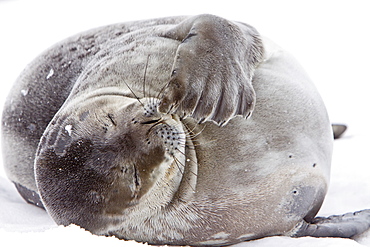 Weddell Seal (Leptonychotes weddellii) hauled out on ice near the Antarctic Peninsula, southern Ocean