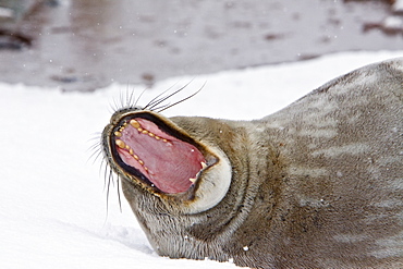 Weddell Seal (Leptonychotes weddellii) hauled out on ice near the Antarctic Peninsula, southern Ocean