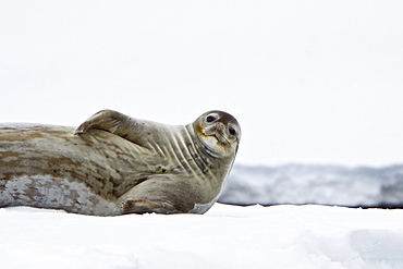 Weddell Seal (Leptonychotes weddellii) hauled out on ice near the Antarctic Peninsula, southern Ocean