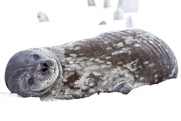 Weddell Seal (Leptonychotes weddellii) hauled out on ice near the Antarctic Peninsula, southern Ocean