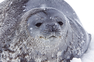 Weddell Seal (Leptonychotes weddellii) hauled out on ice near the Antarctic Peninsula, southern Ocean