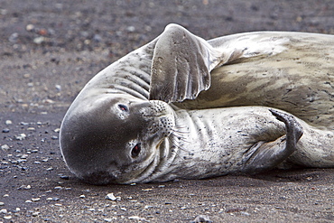 Weddell Seal (Leptonychotes weddellii) hauled out on ice near the Antarctic Peninsula, southern Ocean