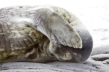 Weddell Seal (Leptonychotes weddellii) hauled out on ice near the Antarctic Peninsula, southern Ocean