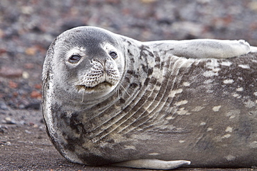 Weddell Seal (Leptonychotes weddellii) hauled out on ice near the Antarctic Peninsula, southern Ocean