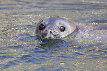 Weddell Seal (Leptonychotes weddellii) hauled out on ice near the Antarctic Peninsula, southern Ocean