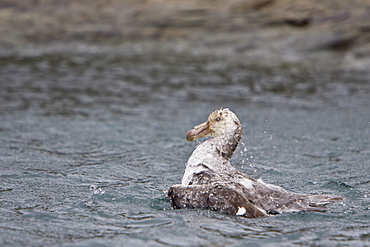 Southern Giant Petrel (Macronectes giganteus) in and around South Georgia, Southern Ocean