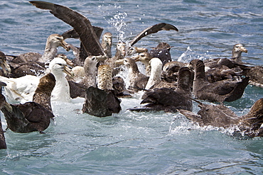 Southern Giant Petrel (Macronectes giganteus) in and around South Georgia, Southern Ocean