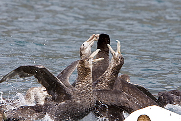 Southern Giant Petrel (Macronectes giganteus) in and around South Georgia, Southern Ocean