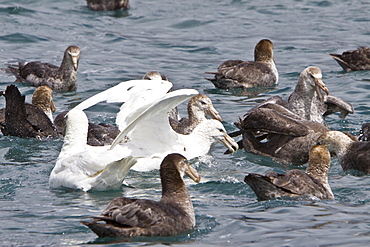 Southern Giant Petrel (Macronectes giganteus) in and around South Georgia, Southern Ocean