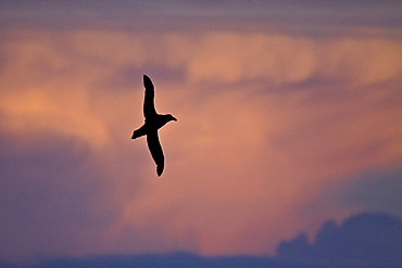 Southern Giant Petrel (Macronectes giganteus) on the wing in the Falkland Islands, South Atlantic Ocean