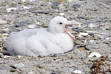 Southern Giant Petrel (Macronectes giganteus) chick on Barren Island in the Falkland Islands, South Atlantic Ocean