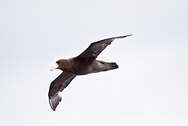 Southern Giant Petrel (Macronectes giganteus) on the wing in and around South Georgia, Southern Ocean