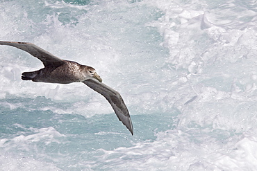 Southern Giant Petrel (Macronectes giganteus) on the wing in and around South Georgia, Southern Ocean