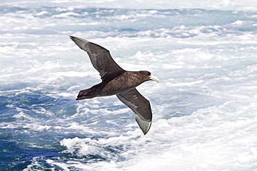 Southern Giant Petrel (Macronectes giganteus) on the wing in and around South Georgia, Southern Ocean