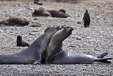 Young southern elephant seals (Mirounga leonina) on the beach at South Georgia in the Southern Ocean