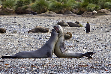 Young southern elephant seals (Mirounga leonina) on the beach at South Georgia in the Southern Ocean