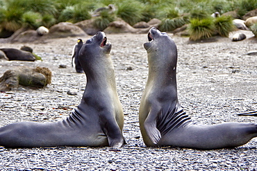 Young southern elephant seals (Mirounga leonina) on the beach at South Georgia in the Southern Ocean