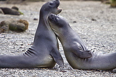 Young southern elephant seals (Mirounga leonina) on the beach at South Georgia in the Southern Ocean