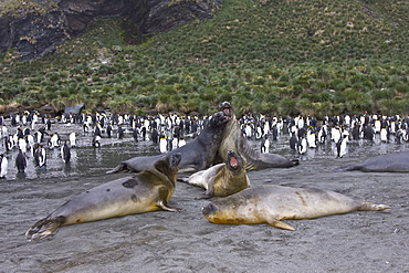 Young southern elephant seals (Mirounga leonina) on the beach at South Georgia in the Southern Ocean