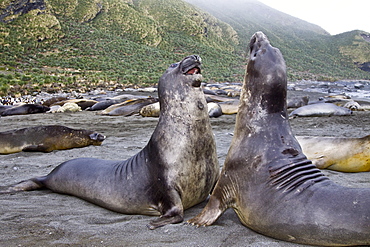 Young southern elephant seals (Mirounga leonina) on the beach at South Georgia in the Southern Ocean