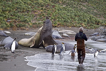 Young southern elephant seals (Mirounga leonina) with onlookers on the beach at South Georgia in the Southern Ocean