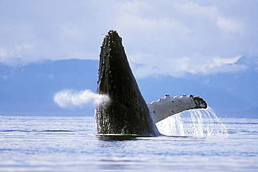 Adult Humpback Whale (Megaptera novaeangliae) breaching in Icy Strait, Southeast Alaska, USA. Pacific Ocean.