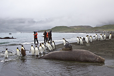 Young southern elephant seals (Mirounga leonina) with onlookers on the beach at South Georgia in the Southern Ocean