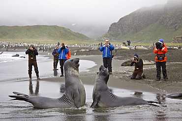 Young southern elephant seals (Mirounga leonina) with onlookers on the beach at South Georgia in the Southern Ocean