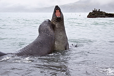 Young southern elephant seals (Mirounga leonina) on the beach at South Georgia in the Southern Ocean