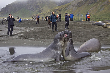 Young southern elephant seals (Mirounga leonina) with onlookers on the beach at South Georgia in the Southern Ocean