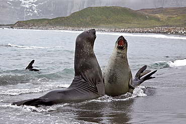 Young southern elephant seals (Mirounga leonina) on the beach at South Georgia in the Southern Ocean