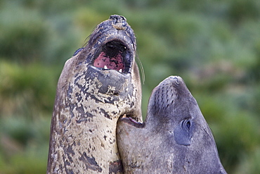 Young southern elephant seals (Mirounga leonina) on the beach at South Georgia in the Southern Ocean