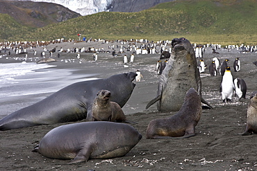 Young Antarctic fur seals surrounded by southern elephant seals (Mirounga leonina) on the beach at South Georgia in the Southern Ocean