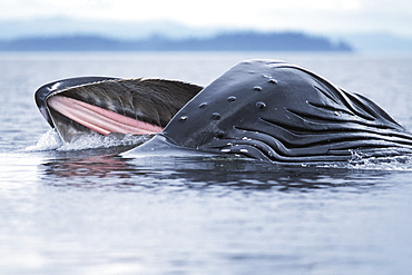 Adult Hupback Whale, Megaptera novaeangliae, lunge feeding in calm water, Frederick Sound, Alaska
