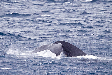 Adult humpback whales (Megaptera novaeangliae) surfacing near the Lindblad Expedition ship National Geographic Explorer near the Antarctic Peninsula