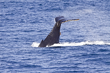 Adult humpback whales (Megaptera novaeangliae) surfacing near the Lindblad Expedition ship National Geographic Explorer near the Antarctic Peninsula