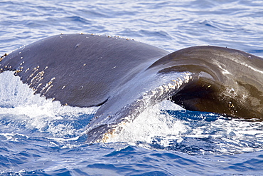 Adult humpback whales (Megaptera novaeangliae) surfacing near the Lindblad Expedition ship National Geographic Explorer near the Antarctic Peninsula