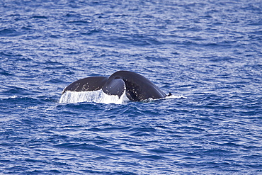 Adult humpback whales (Megaptera novaeangliae) surfacing near the Lindblad Expedition ship National Geographic Explorer near the Antarctic Peninsula