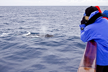 Adult humpback whales (Megaptera novaeangliae) surfacing near the Lindblad Expedition ship National Geographic Explorer near the Antarctic Peninsula