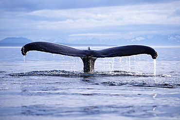 Adult humpback whale fluke-up dive in Frederick Sound, southeast Alaska, USA.