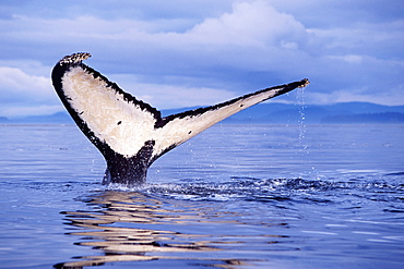 Adult humpback whale fluke-up dive in Frederick Sound, southeast Alaska, USA.