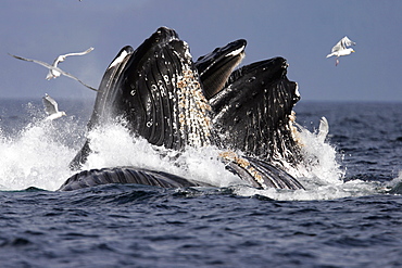 Adult Humpback Whales (Megaptera novaeangliae) cooperative bubble-net feeding for herring in Iyoukeen Bay, Chichagof Island, Southeast Alaska.