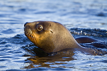 Curious young South American Sea Lions (Otaria flavescens) approach the boat at sunset near New Island in the Falkland Islands