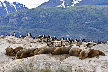 South American Sea Lion (Otaria flavescens) hauled out on small rocky islet just outside Ushuaia, Beagle Channel, Argentina